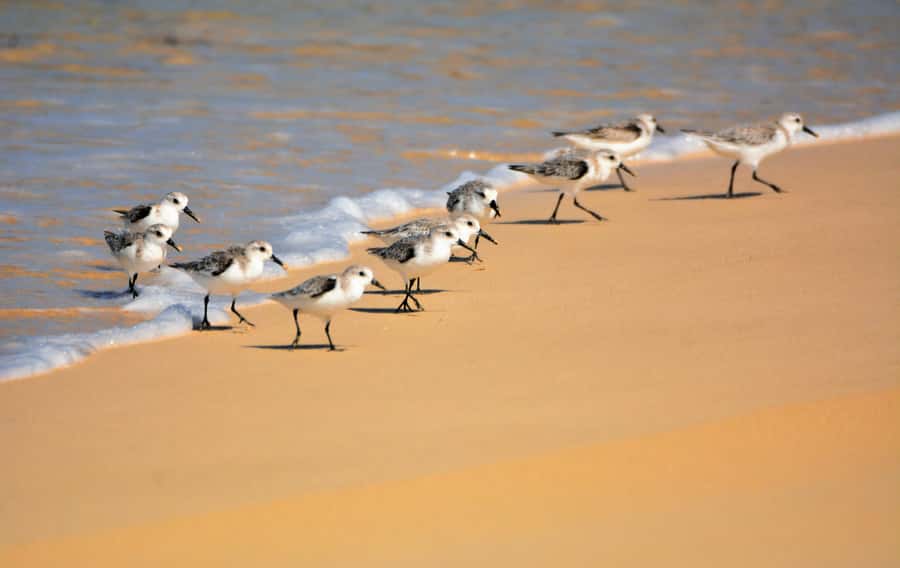 Boavista: Private Birdwatching Expedition in natural Habitat - A birding trip with a proper sense of place