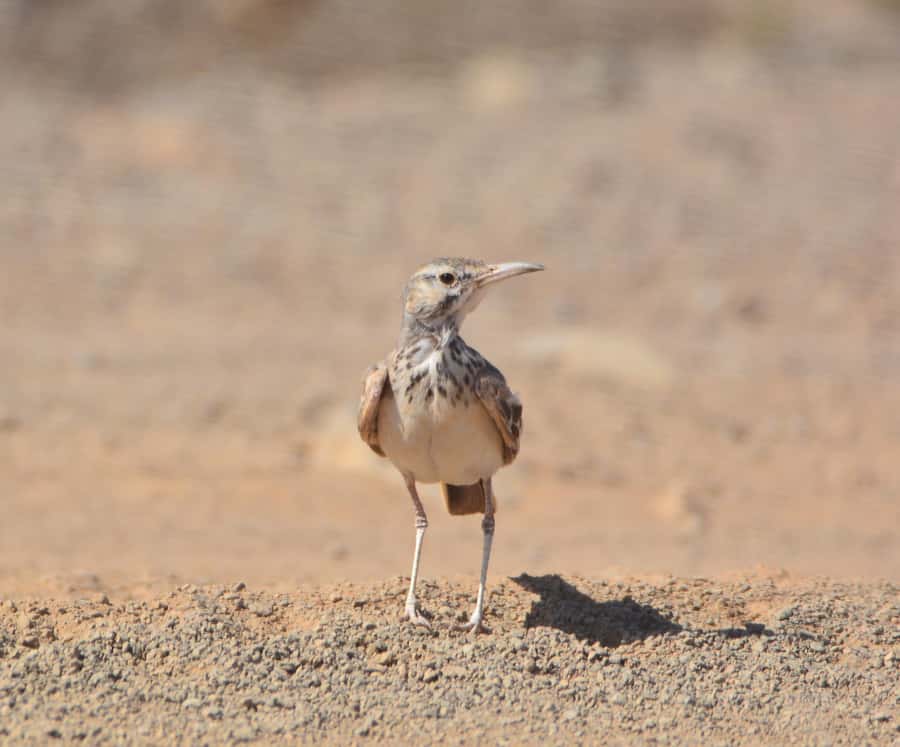 Boavista: Private Birdwatching Expedition in natural Habitat - The birds you might see