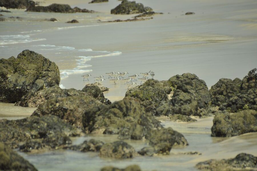 Boavista: Private Birdwatching Expedition in natural Habitat - Why the guide can make or break the outing