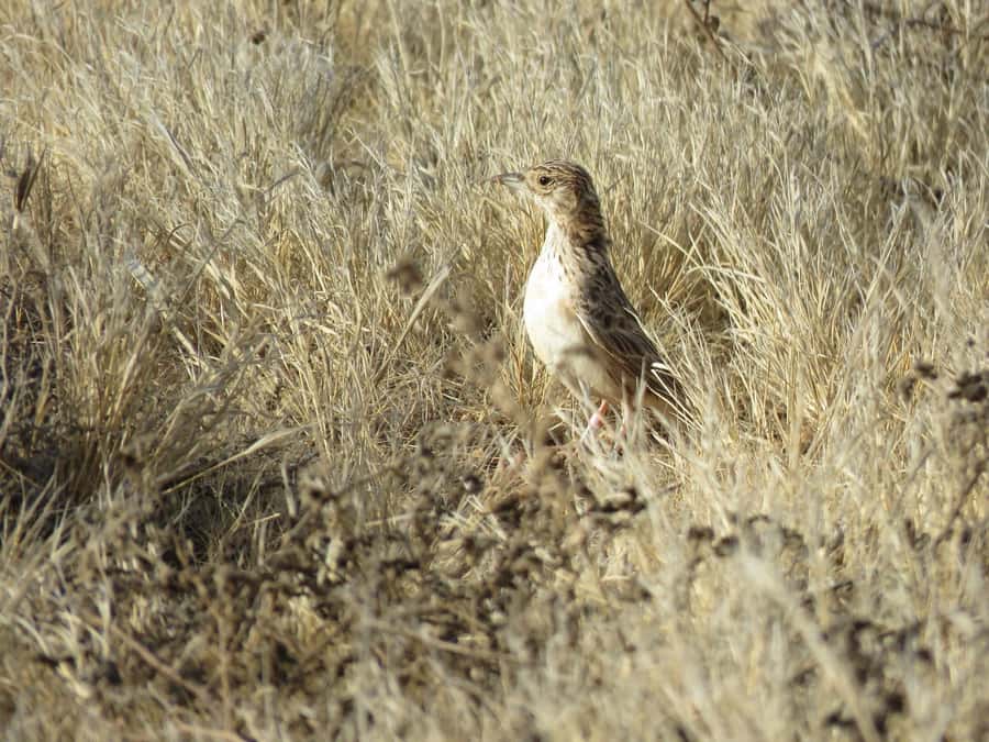 Boavista: Private Birdwatching Expedition in natural Habitat - The 4x4 ride and comfort