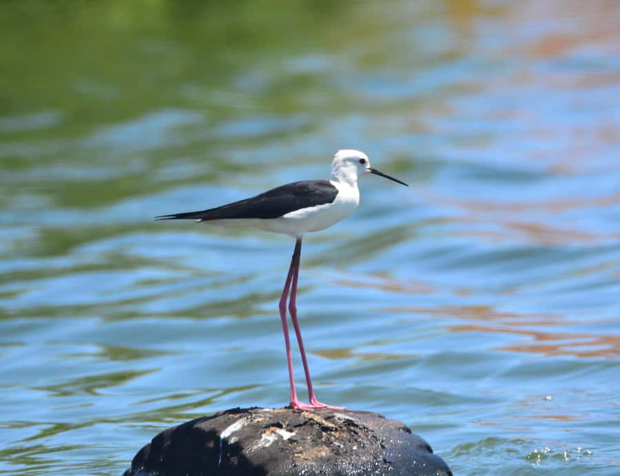 Boavista: Private Birdwatching Expedition in natural Habitat - Is $176 per person good value?
