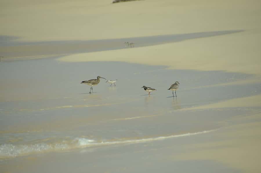 Boavista: Private Birdwatching Expedition in natural Habitat - Who will enjoy this most?