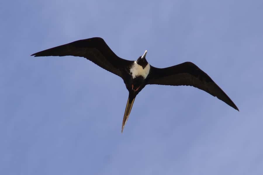 Boavista: Private Birdwatching Expedition in natural Habitat - Small details that improve your chances