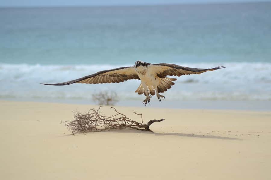 Boavista: Private Birdwatching Expedition in natural Habitat - What the four-hour route may include