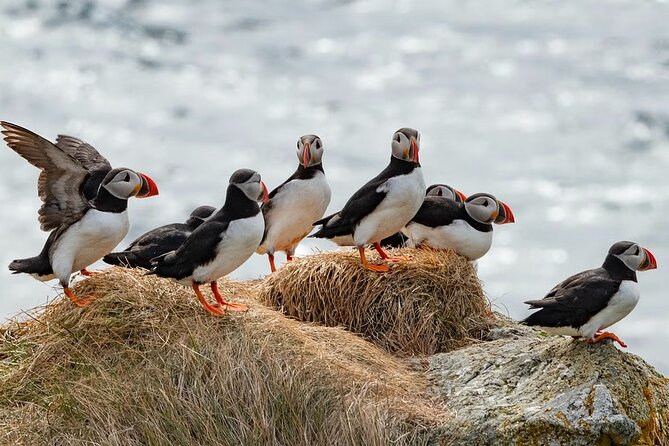 Borgarfjörður Eystri Puffin Tour from Seyðisfjörður Port - Key points to know before you book