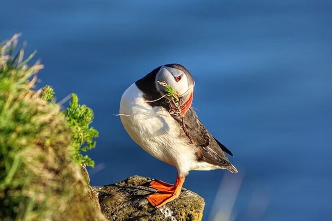 Borgarfjörður Eystri Puffin Tour from Seyðisfjörður Port - Borgarfjörður Eystri, a village with stories and sea views