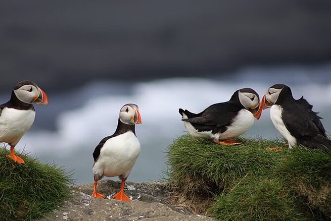 Borgarfjörður Eystri Puffin Tour from Seyðisfjörður Port - The drive from Seyðisfjörður is part of the experience