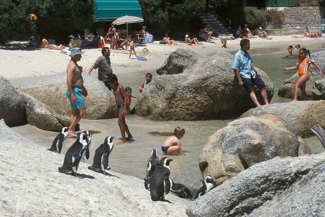 Boulders Beach Cape Town: Swimming With Penguin & Close Encounter Half Day Tour - What the five-hour route actually gives you