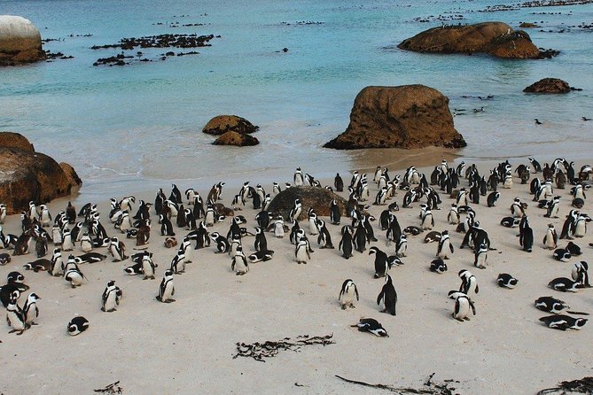 Boulders Beach Cape Town: Swimming With Penguin & Close Encounter Half Day Tour - The boardwalk at Boulders Penguin Colony