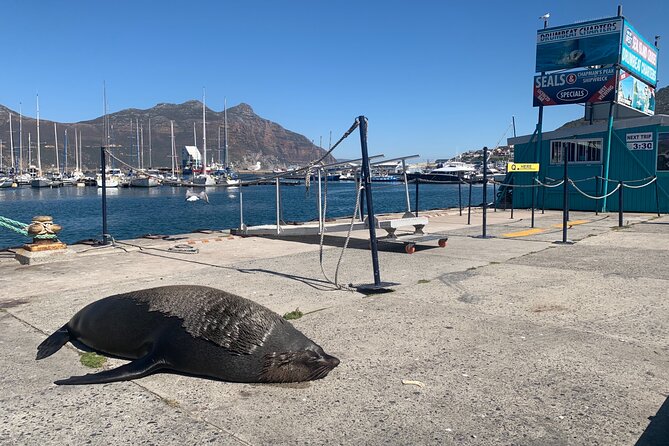 Boulders Beach Penguins and Seal Island Boat Trip Half Day Tour - Is $75 a fair price?