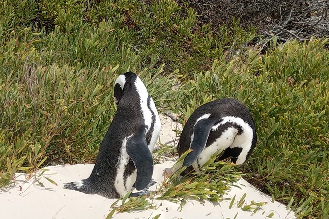 Boulders Beach Penguins and Seal Island Boat Trip Half Day Tour - Who should choose this half-day tour?
