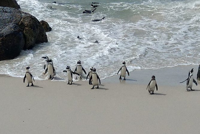 Boulders Beach Penguins and Seal Island Boat Trip Half Day Tour - Should you book it?