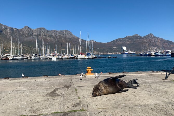 Boulders Beach Penguins and Seal Island Boat Trip Half Day Tour - Hout Bay and the boat to Seal Island