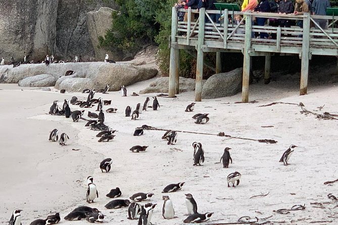 Boulders beach penguins and Wine tasting full day tour - Hout Bay gives you a choice, but not enough time for everything