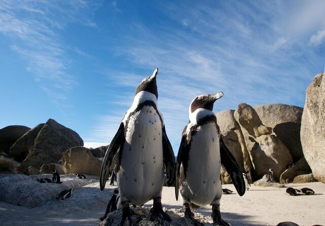 Boulders Beach Penguins Half Day Tour - Key points to know before booking