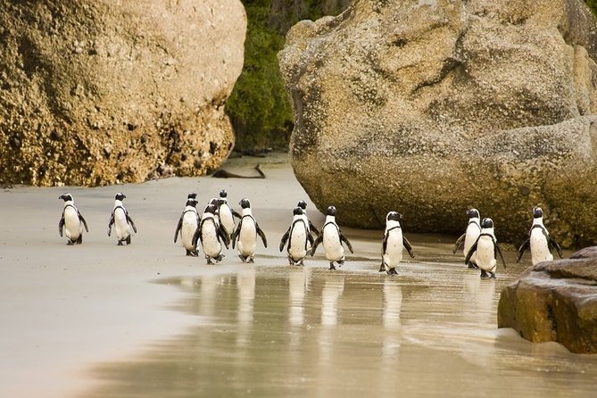 Boulders Beach Penguins Half Day Tour - The Twelve Apostles and Hout Bay bring the mountain to the sea