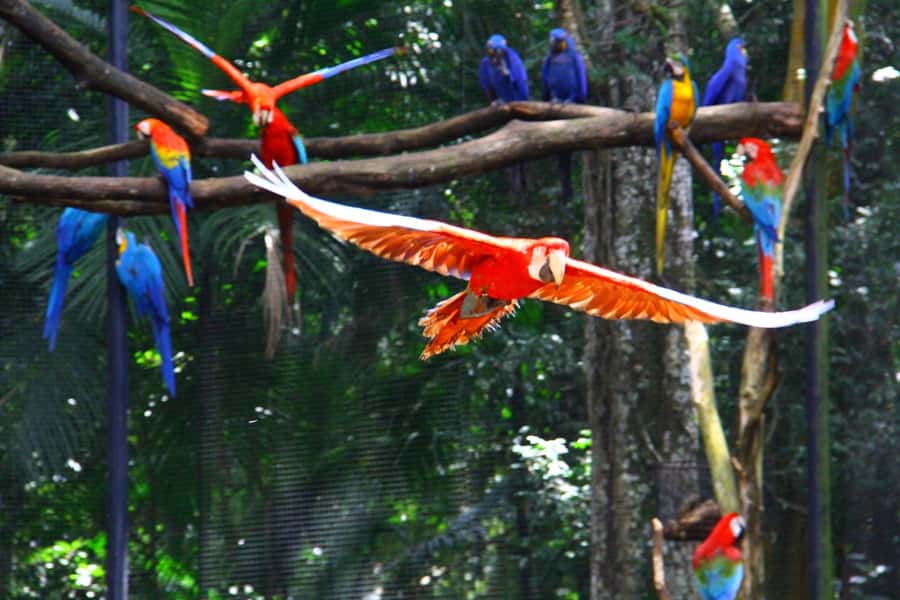 Brazilian Falls, Bird Park and Itaipu Dam - Key points to know