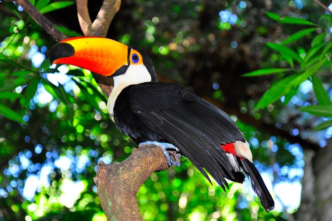 Brazilian Falls, Bird Park and Itaipu Dam from Foz do Iguaçu - Timing, Comfort, and What to Pack