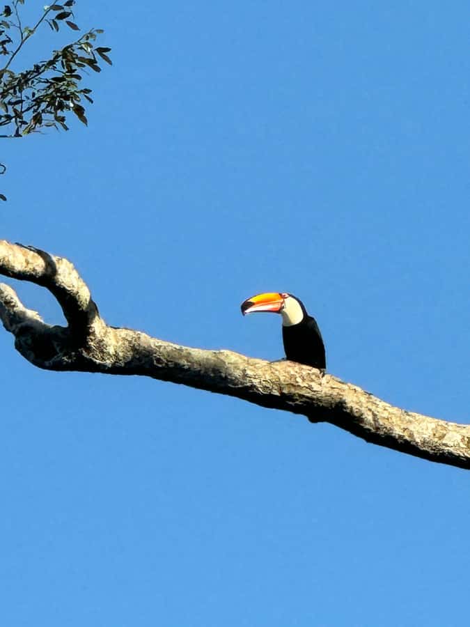 Brazilian Iguassu Falls,Bird park Boat Safari all tickets - Why this day works so well