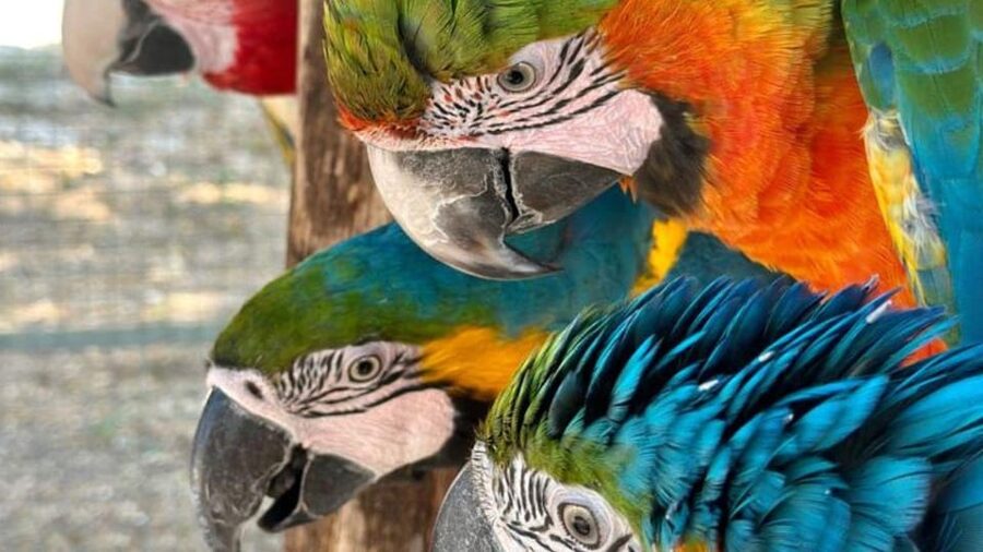 Breakfast with parrots at Masseria Mazzetta with wildlife park - Meeting Kri, Rio, and the smaller parrots