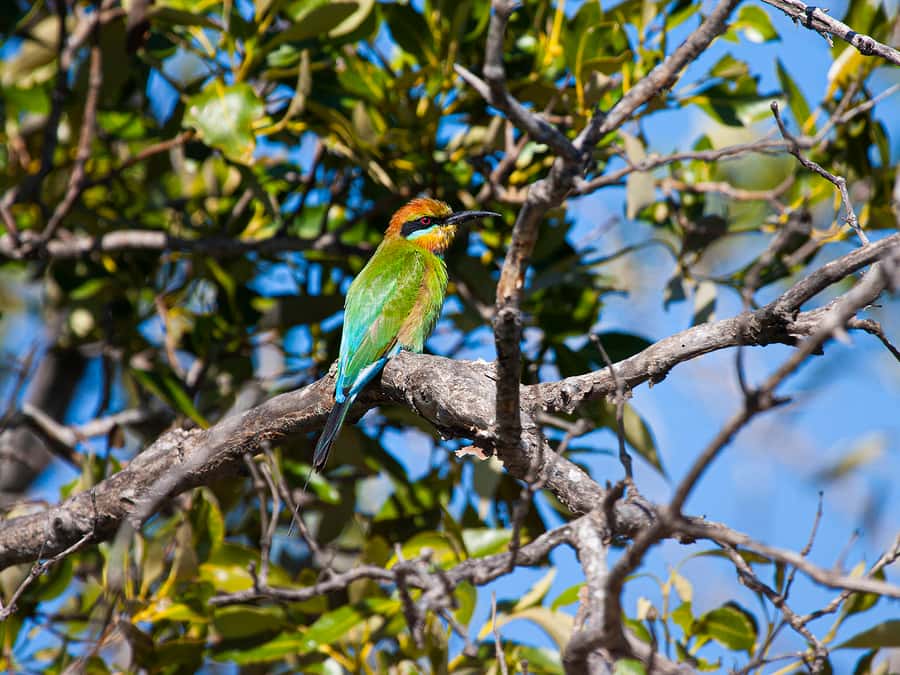 Brisbane: Kangaroos, Birds and Mangroves Coastal Tour - Key points at a glance