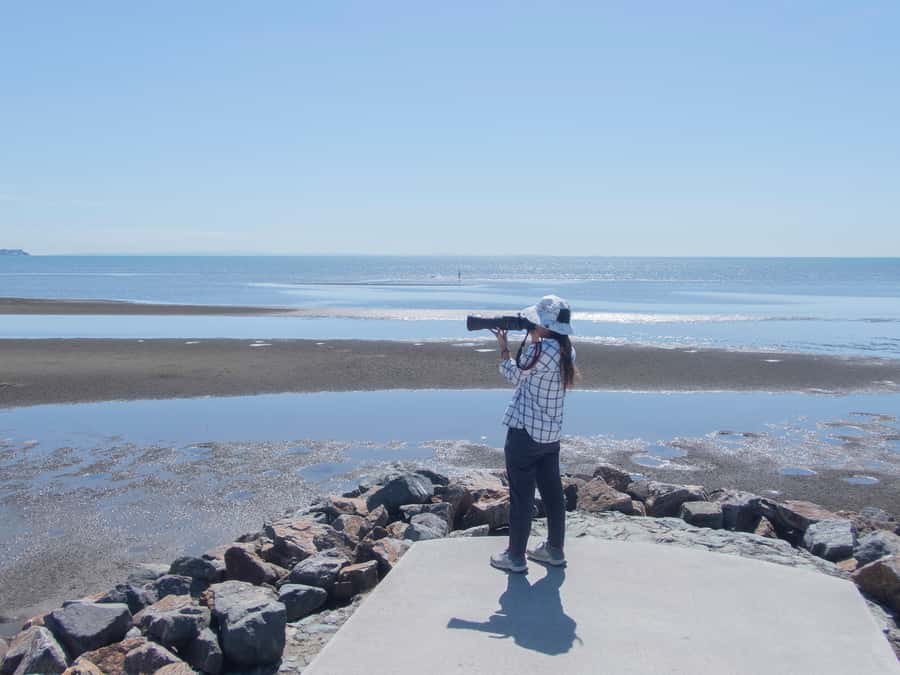 Brisbane: Kangaroos, Birds and Mangroves Coastal Tour - Why this tour works as a Brisbane day out