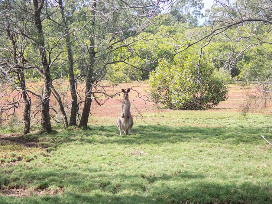 Brisbane: Kangaroos, Birds and Mangroves Coastal Tour - Mangrove paths filled with bird calls