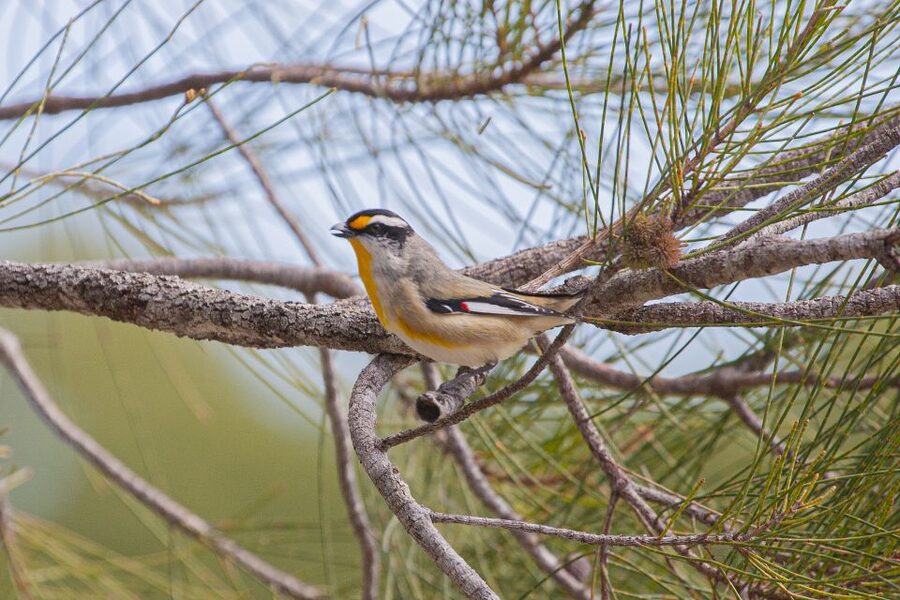 Brisbane: Kangaroos, Birds and Mangroves Coastal Tour - Osprey House and the work of the mangroves