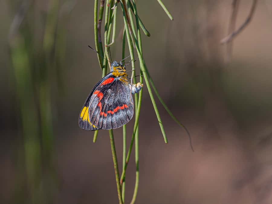 Brisbane: Kangaroos, Birds and Mangroves Coastal Tour - The HMQS Gayundah at Woody Point