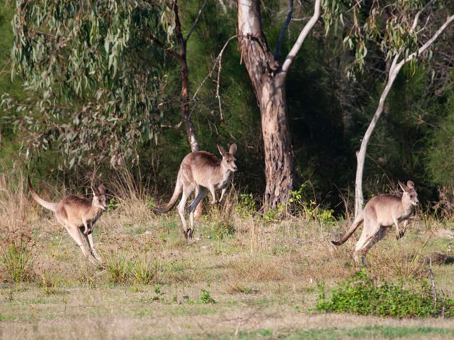 Brisbane: Kangaroos, Birds and Mangroves Coastal Tour - Watching kangaroos at Tinchi Tampa Wetlands