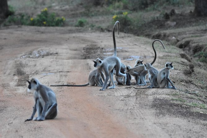 Bundala Birding Paradise - All Inclusive Tour - Why Bundala works for a bird-focused safari