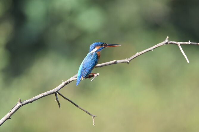 Bundala Birding Paradise - All Inclusive Tour - What happens during the four-hour park visit