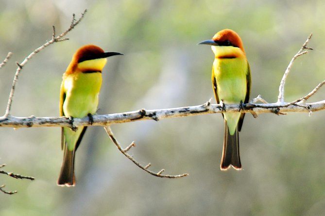 Bundala Birding Paradise - All Inclusive Tour - How much value do you get for $125?