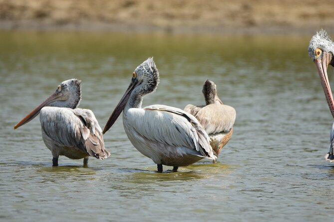 Bundala Birding Paradise - All Inclusive Tour - Guide quality matters more here than on a basic safari