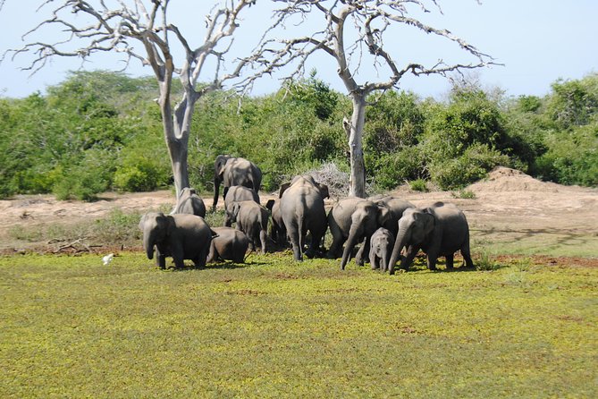 Bundala Birding Paradise - All Inclusive Tour - Who should book this Bundala safari?