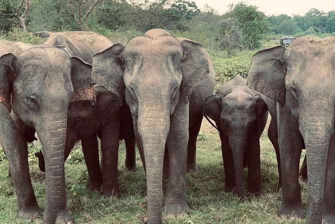 Bundala Birds Safari by Jeeps - Key points at a glance