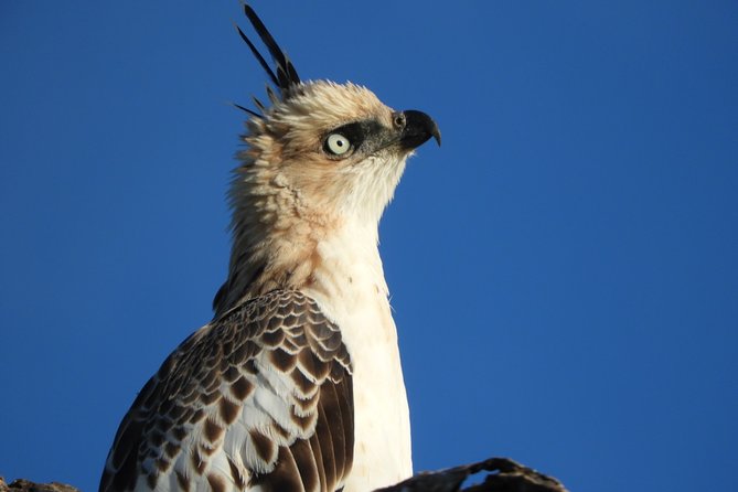 Bundala National Park Birds Watching Safari Tour - Key things to know before booking
