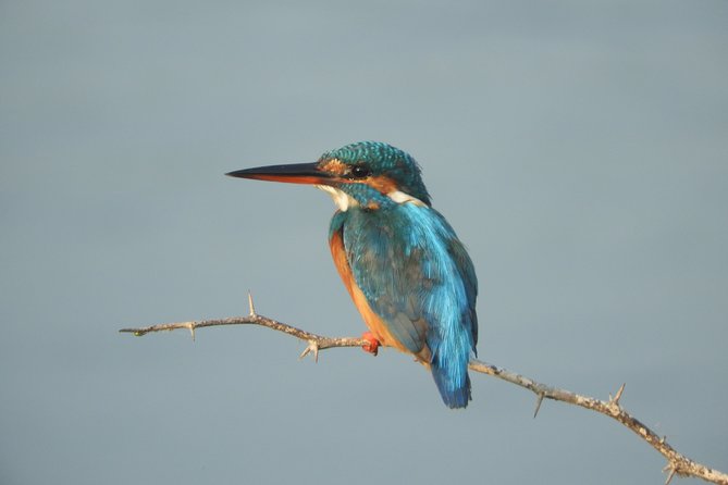 Bundala National Park Birds Watching Safari Tour - A four-hour outing with flexible pickup