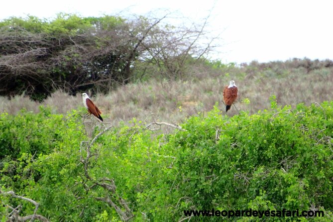 Bundala National Park Birds Watching Safari Tour - The guide can shape the whole experience