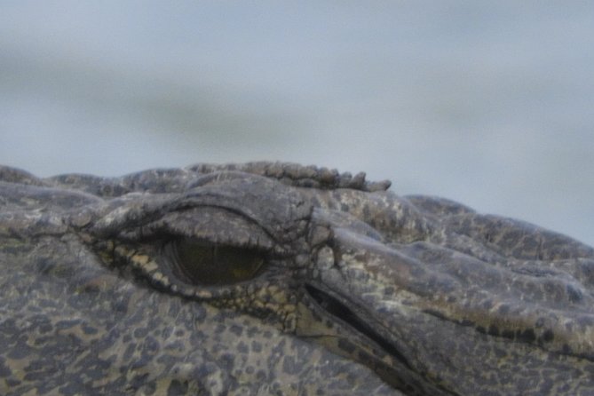 Bundala National Park Birds Watching Safari Tour - Practical details that matter on the day