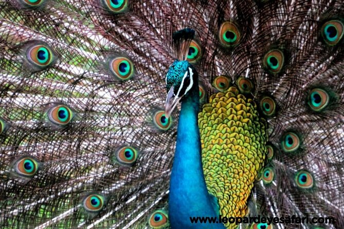 Bundala National Park Birds Watching Safari Tour - Is the quieter park worth choosing?