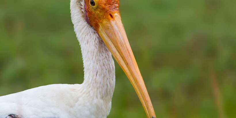 Bundala National Park Safari - Birding Paradise Tour - Key points to know before you book