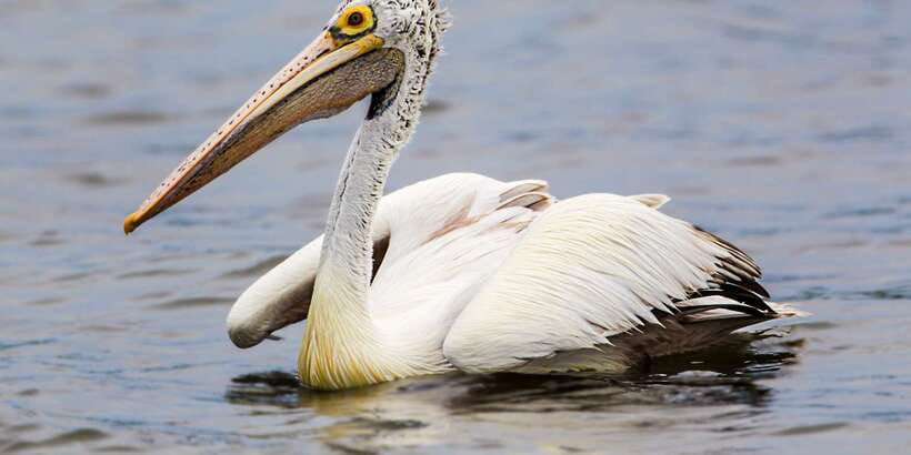 Bundala National Park Safari - Birding Paradise Tour - Practical booking advice for a smoother outing