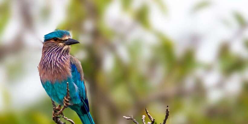 Bundala National Park Safari - Birding Paradise Tour - Bundala’s lagoons are the real attraction