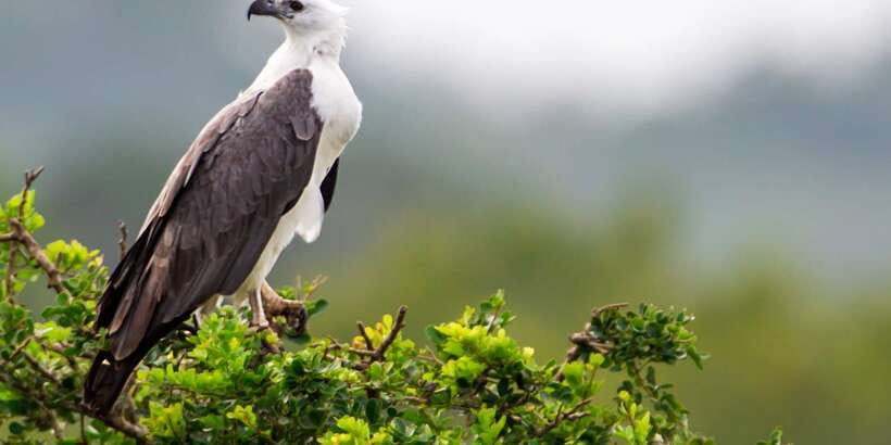 Bundala National Park Safari - Birding Paradise Tour - What you might see among the scrub and marshes
