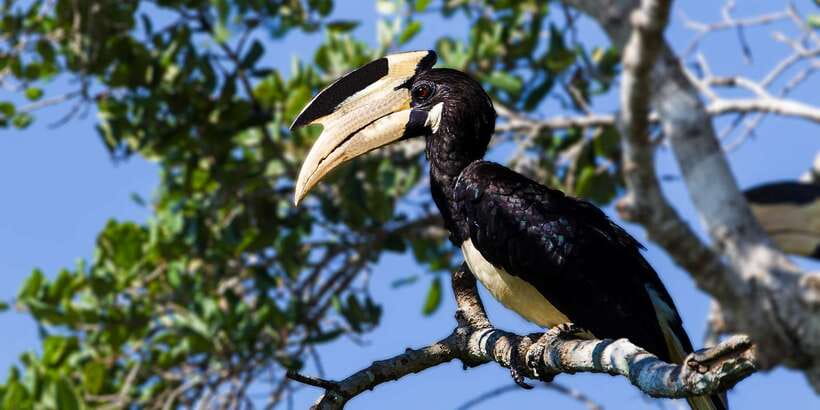 Bundala National Park Safari - Birding Paradise Tour - Birding works best when the jeep slows down