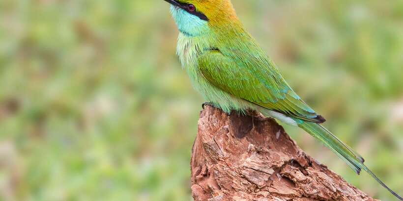 Bundala National Park Safari - Birding Paradise Tour - Morning or evening: choosing the better light