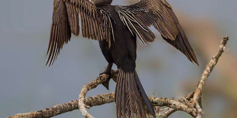 Bundala National Park Safari - Birding Paradise Tour - How the $43 price really works