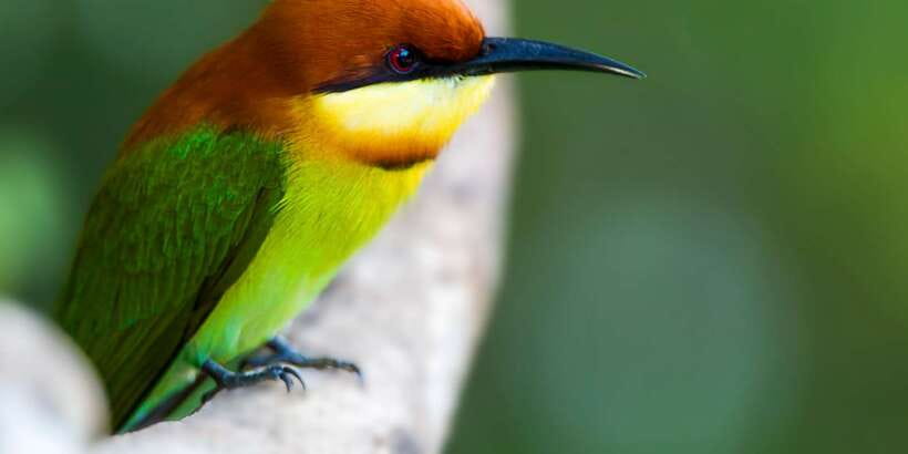 Bundala National Park Safari - Birding Paradise Tour - When park closures change the plan