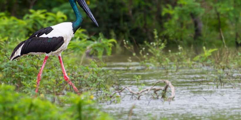 Bundala National Park Safari - Birding Paradise Tour - A three-hour safari, from hotel pickup to park gate